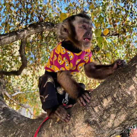 Singe disponibles pour adoption 