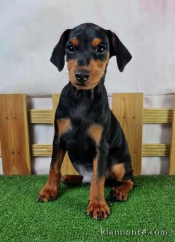 Magnifique chiot pinscher nain disponibles 