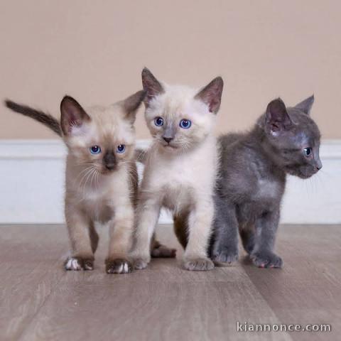 Race Ragdoll LOOF disponible de suite 
