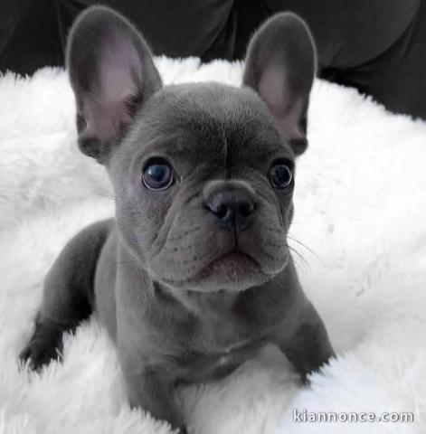 chiot bouledogue français mâle 