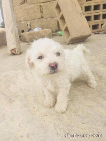 Je donne chiot bichon maltais femelle 
