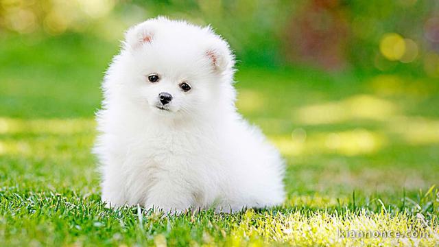 Chiots spitz disponibles