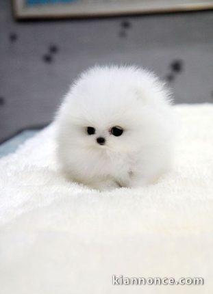 Chiots spitz disponibles