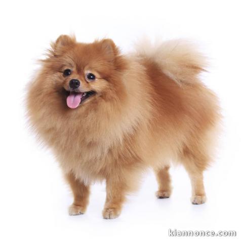 Chiot spitz disponibles