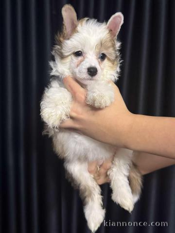 Chien chinois à crête