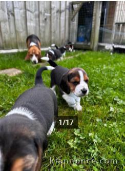 Très Belle portée de chiots Beagle pure race