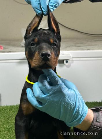 Dobermann chiots à vendre