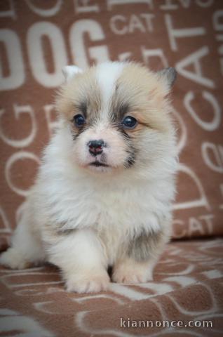 Welsh Corgi Pembroke - Superbes Chiots