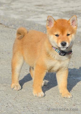 Shiba Inu chiots à vendre