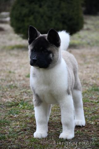 Akita américain chiots