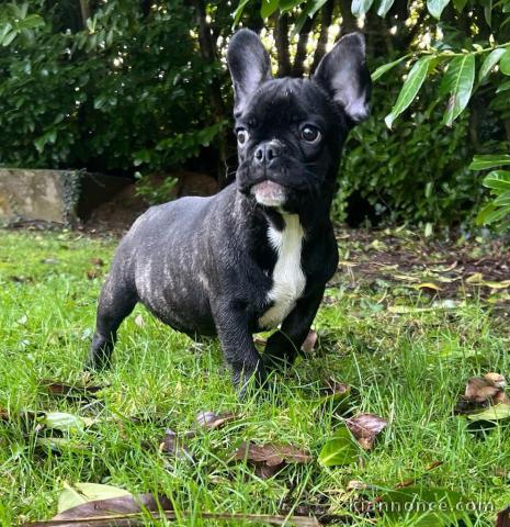 Chiot type bouledogue Français à donné 