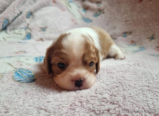 Chiot cavalier King Charles a adopté 