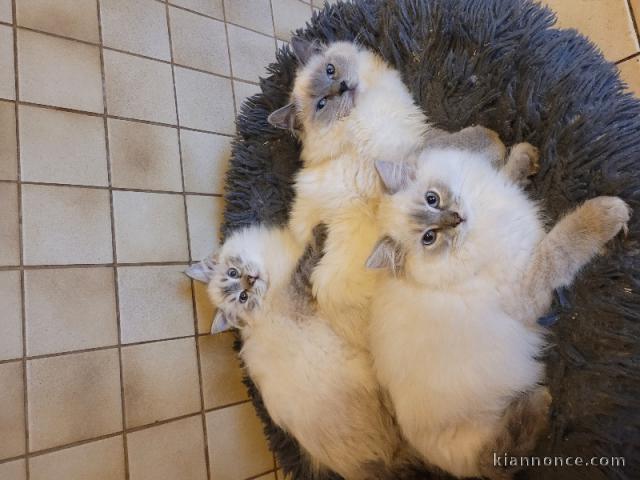 Chaton ragdoll à donner 