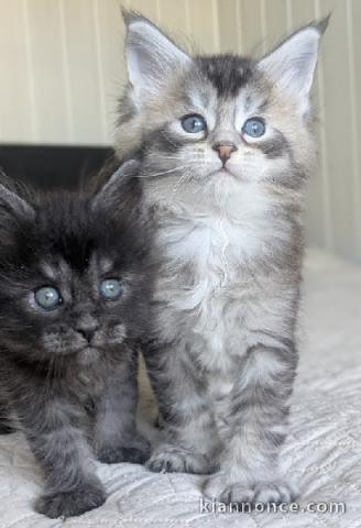 Chaton Maine coon a donner 