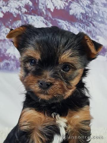 Adoption chiot disponible 