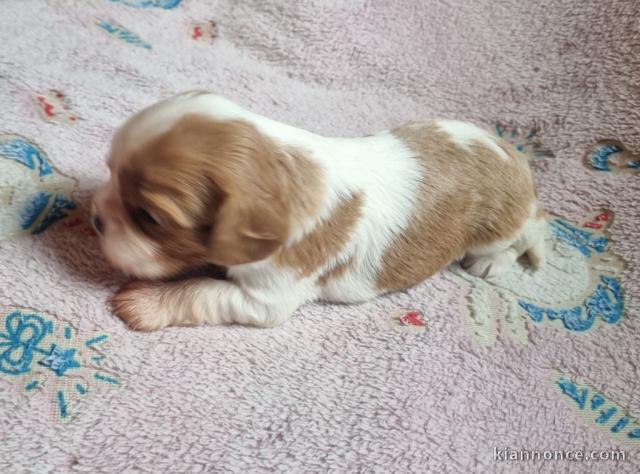 Chiot cavalier King Charles a donné 