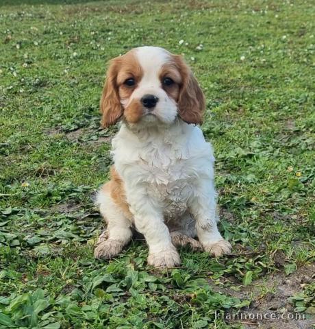 Chiot cavalier King Charles femelle 