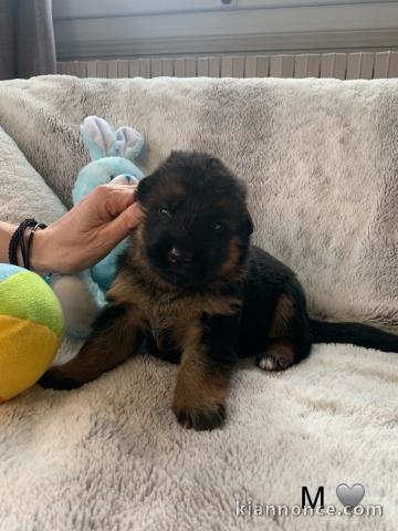 Berger allemand à donner 