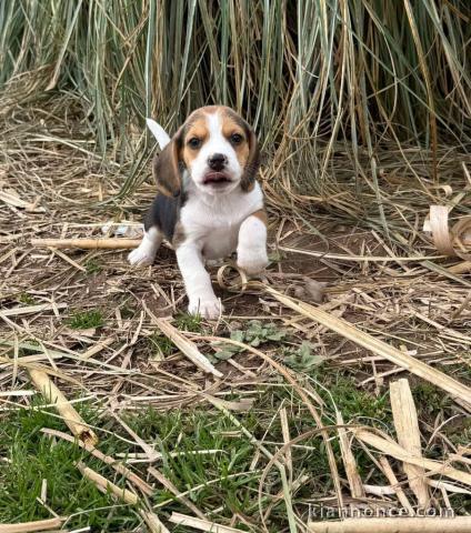 Chiot beagle pour adoption 
