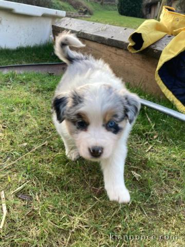 Chiot berger australien male a donner 