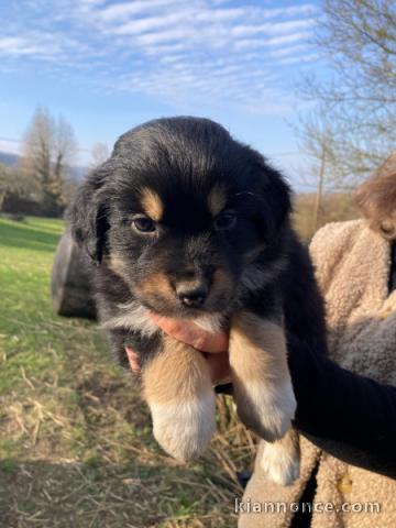 Chiot berger australien à donner 