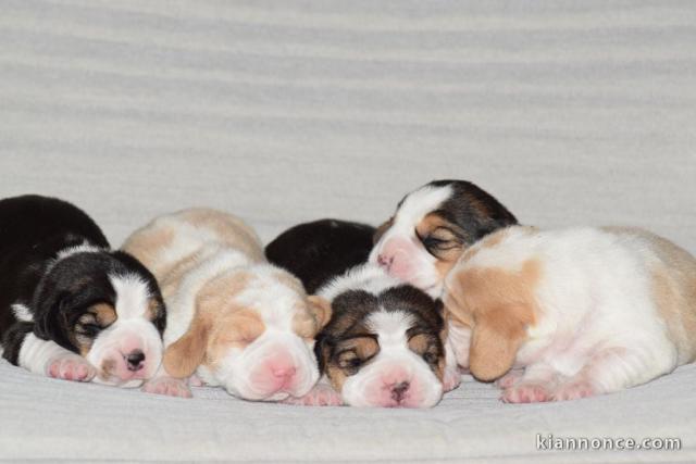 Dons chiot beagle disponible 