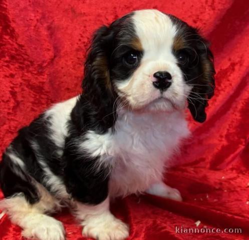 Adorables chiot cavalier King Charles 