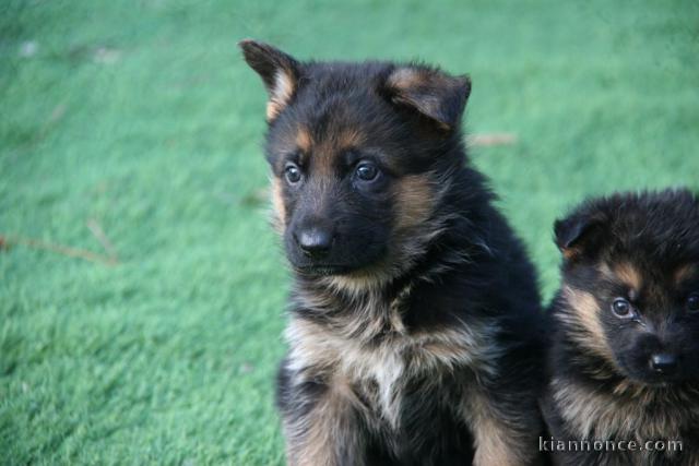 Chiot berger allemand mâle à donner 