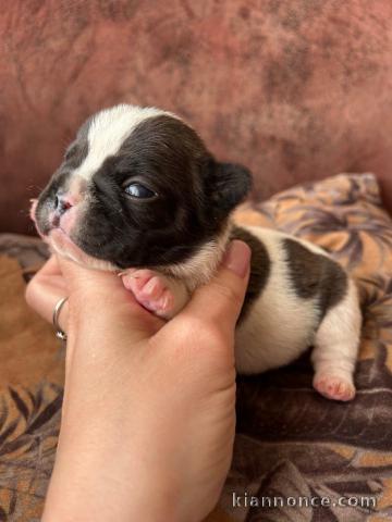 Chiot bouledogue Français à donner 