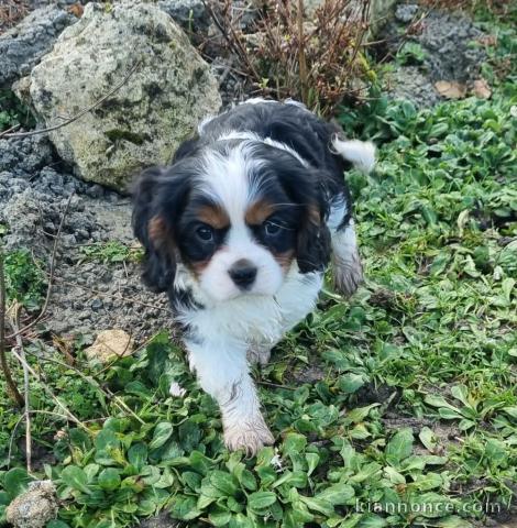 Chiot cavalier King Charles pour adoption 