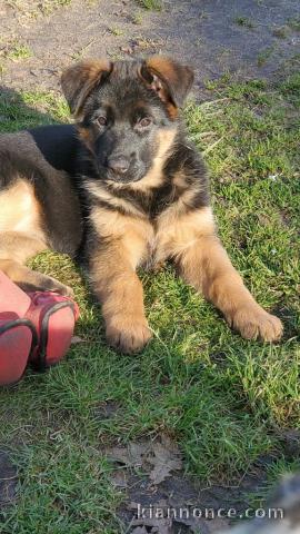 Chiot berger allemand femelle à donner 
