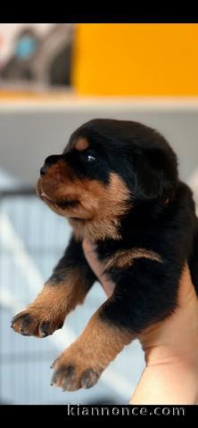 Chiot Rottweiler femelle disponible 