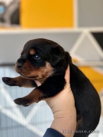 Je donner chiot Rottweiler disponible 