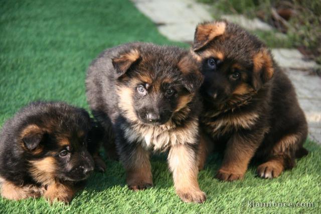 Je donner chiot berger allemand disponible 