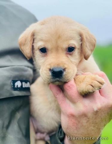 Chiot Labrador Alex à Donner contre de bon soin