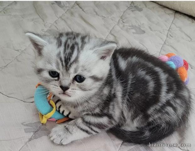 2 chatons contre bons soins 