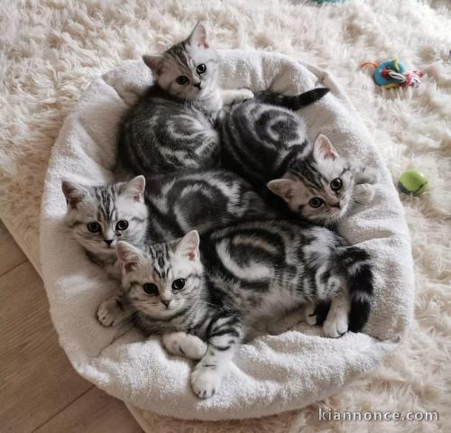 2 chatons contre bons soins 