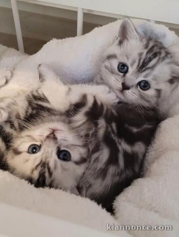 2 chatons contre bons soins 