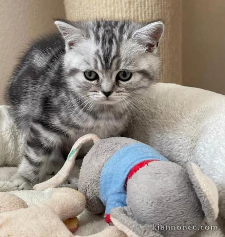 2 chatons contre bons soins 