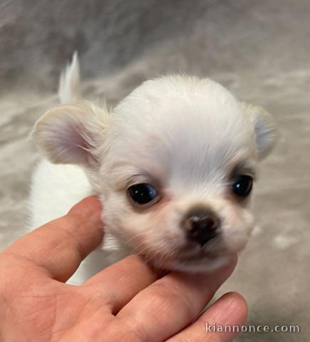 Chiot chihuahua à adopter 