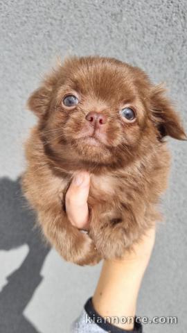 Chiot chihuahua à donner 