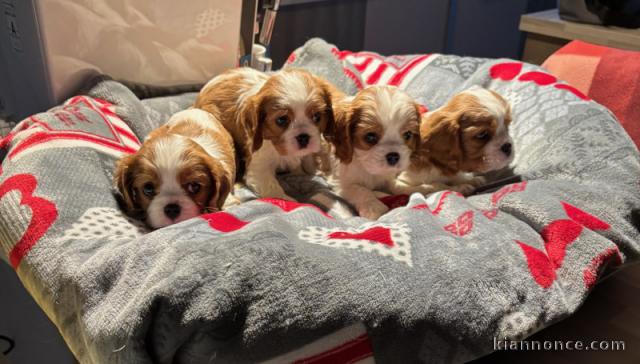 Chiot cavalier king charle disponible pour l\