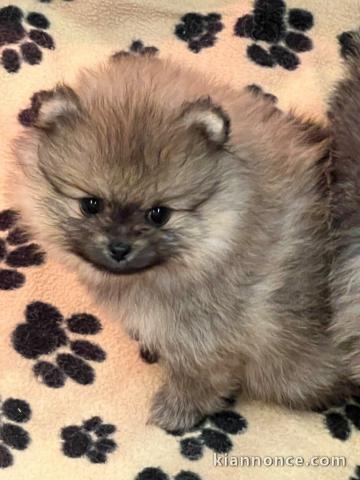Chiot spitz allemand disponible 