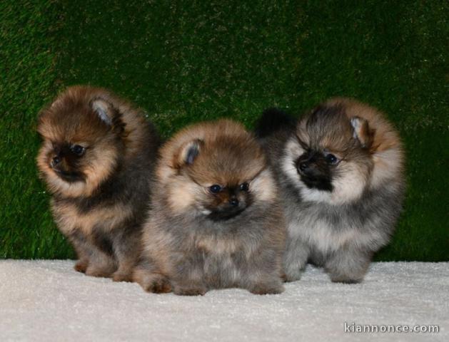 chiot spitz allemand disponible 