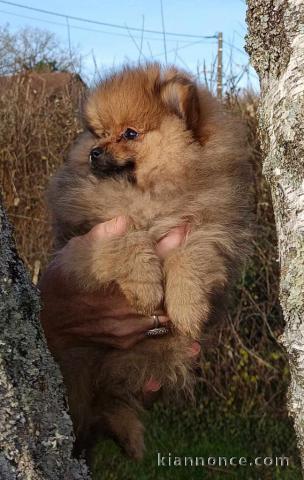 chiot spitz allemand femelle disponible 