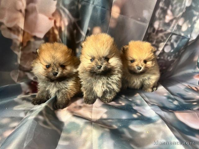 Dons chiot spitz allemand disponible 