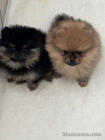 Chiot spitz allemand disponible 