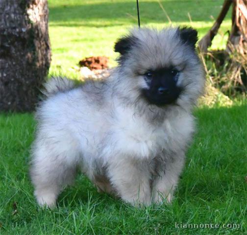 Chiot spitz allemand disponible 