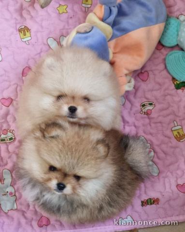 Chiot spitz allemand mâle et femelle 