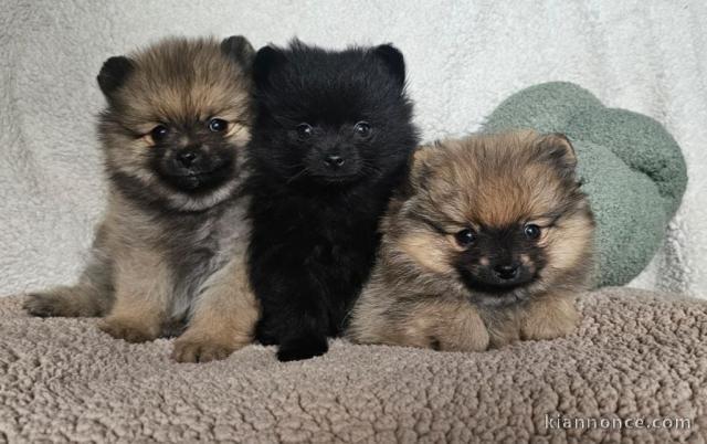 Chiots spitz allemand à adopter 